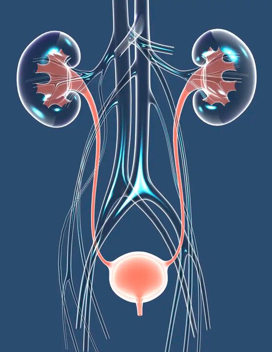 Illustration de la santé masculine en bonne santé